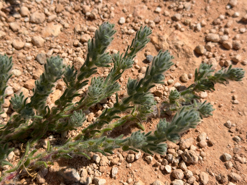 Sclerolaena brachyptera, 2026-09-26