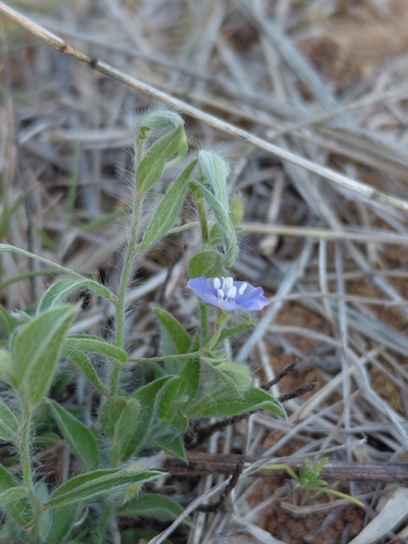 Evolvulus alsinoides, photograph 2