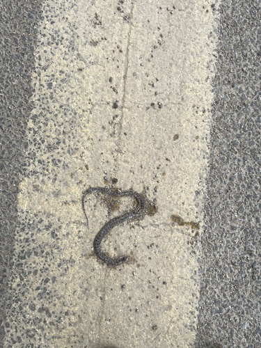 Red-banded Snake