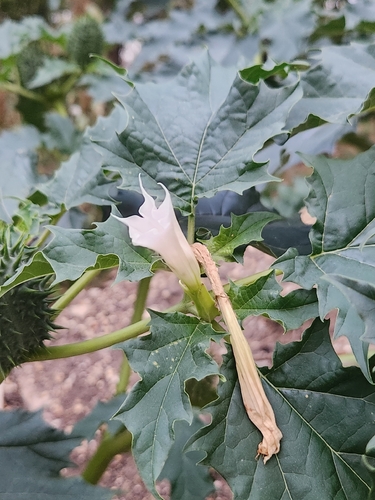 jimsonweed