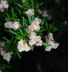 Spyridium eriocephalum