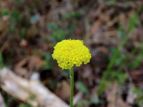 Craspedia variabilis, photograph 4