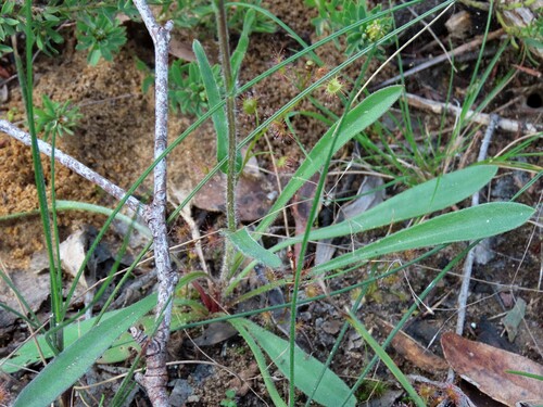 Craspedia variabilis, photograph 5