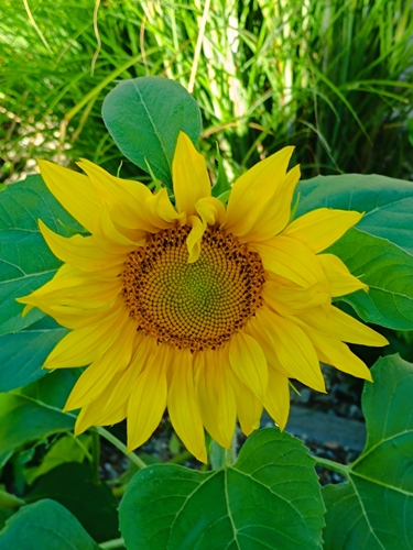Common Sunflower