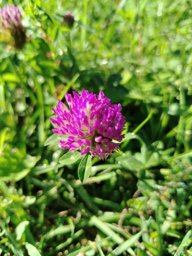 Red Clover