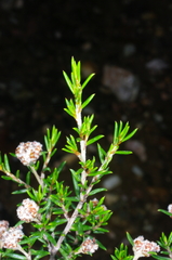 Spyridium eriocephalum