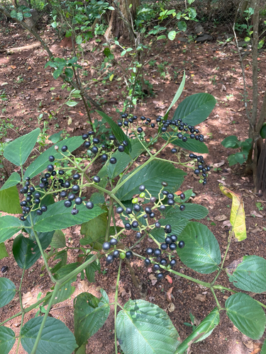 Leea indica observed 2026-09-24