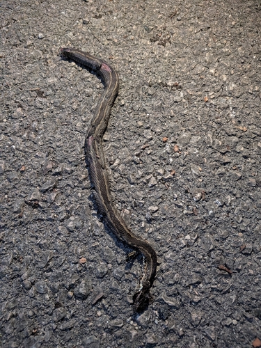 Seoane's Viper