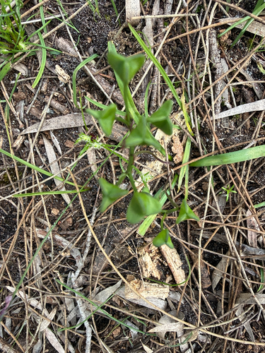 Chamaescilla corymbosa, photograph 1