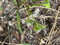 Chamaescilla corymbosa, photograph (c) Khands, some rights reserved (CC BY)