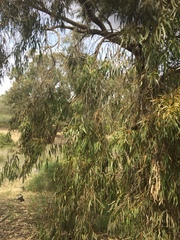 Eucalyptus gomphocephala