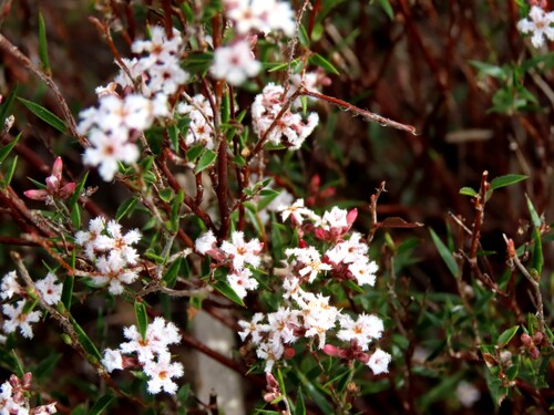 Leucopogon virgatus, photograph 4