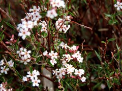 Leucopogon virgatus, photograph (c) Elspeth Swan, some rights reserved (CC BY)