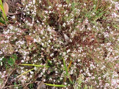 Leucopogon virgatus, photograph (c) Elspeth Swan, some rights reserved (CC BY)