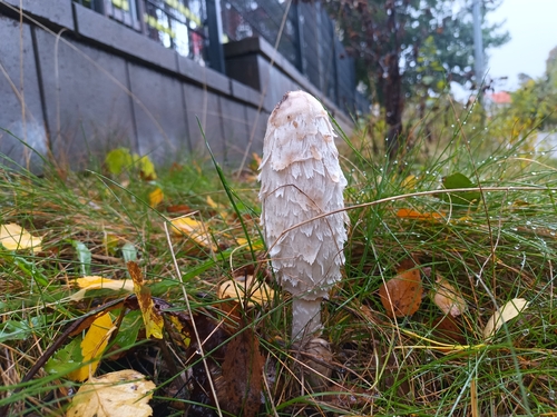 Shaggy Mane