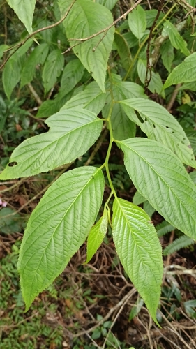 Perrottetia observed 2026-09-26