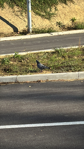 Feral Pigeon