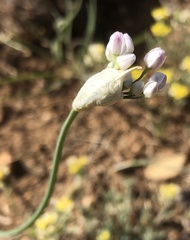 Allium anisopodium