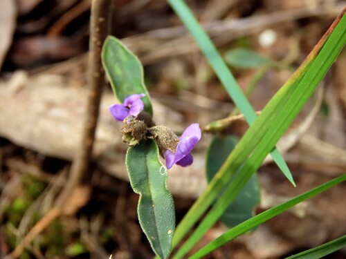 Leucopogon virgatus, photograph 6