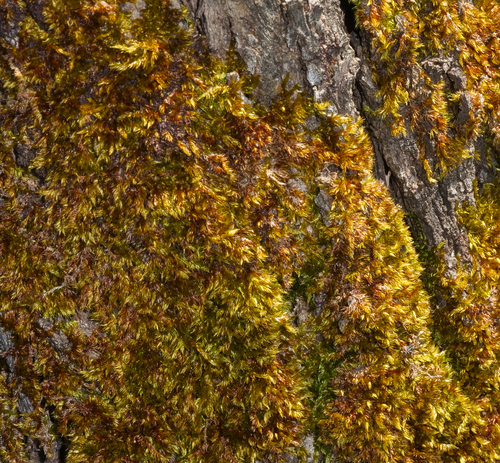 Rhaphidostegium, 2026-09-25