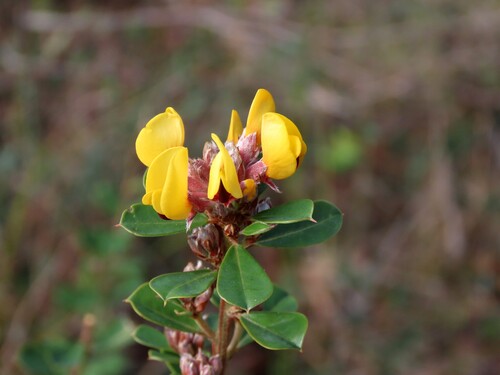 Pultenaea daphnoides, photograph 1