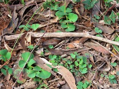 Oxalis purpurea, photograph (c) Elspeth Swan, some rights reserved (CC BY)