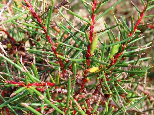 Hakea decurrens