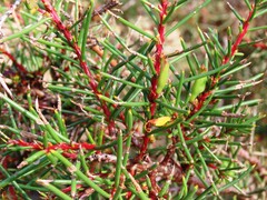 Hakea decurrens