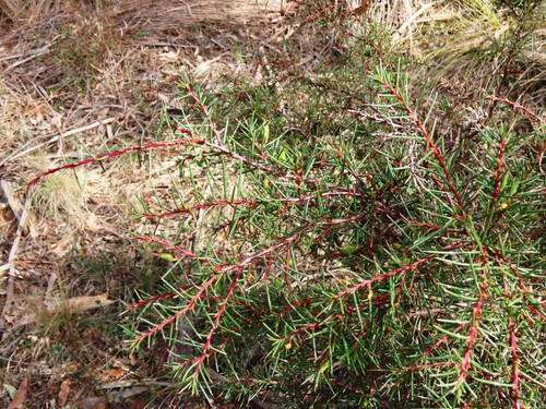 Hakea decurrens, photograph 1