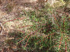 Hakea decurrens, photograph (c) Elspeth Swan, some rights reserved (CC BY)