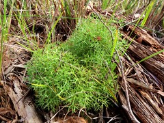 (c) Elspeth Swan, some rights reserved (CC BY) Isopogon ceratophyllus, photograph (c) Elspeth Swan, some rights reserved (CC BY)