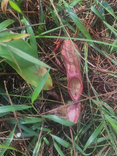 Nepenthes alata observed 2026-09-26