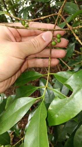 Diplospora dubia observed 2026-09-26