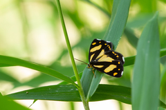 Psychostrophia melanargia