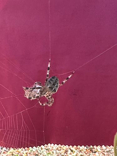 Cross Orbweaver