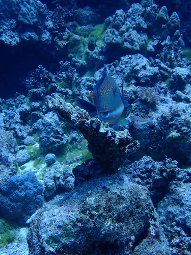 Cetoscarus bicolor observed 2026-09-24