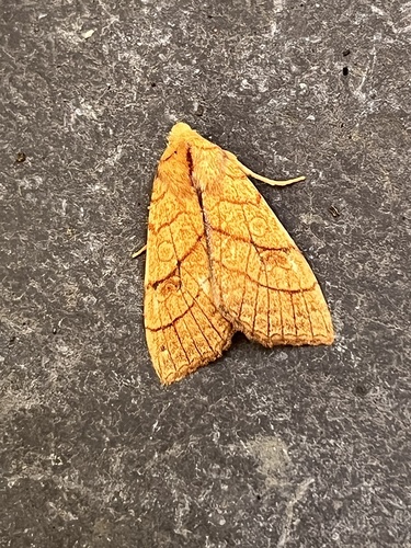 Orange Sallow