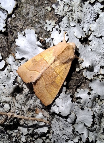 Centre-barred Sallow