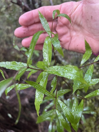 Mida salicifolia, photograph 3