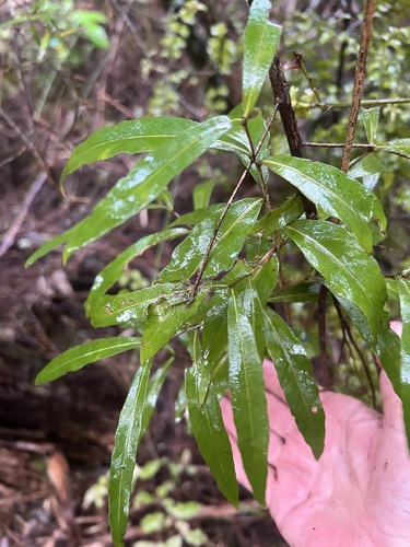 Mida salicifolia, photograph 4
