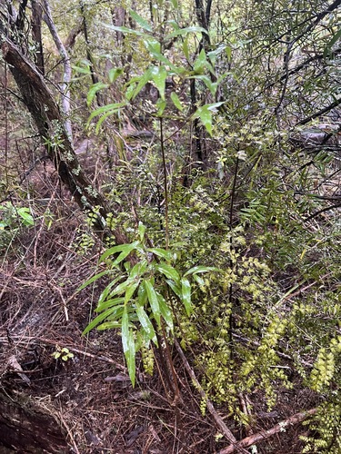 Mida salicifolia, photograph 2