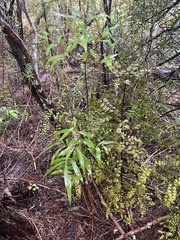 Mida salicifolia, photograph author not stated, no rights reserved