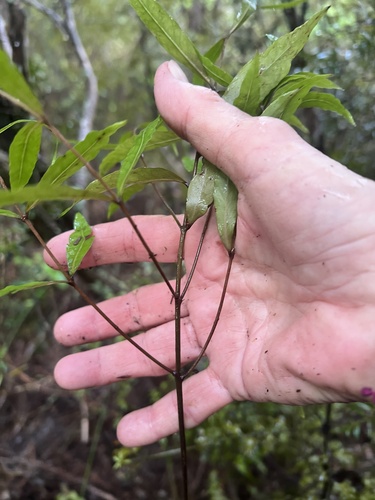 Mida salicifolia, photograph 5