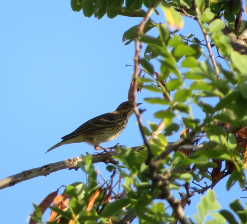 Meadow Pipit