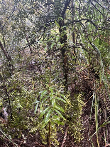 Mida salicifolia
