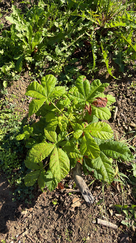 horse-chestnut