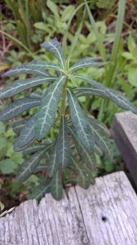 wood spurge