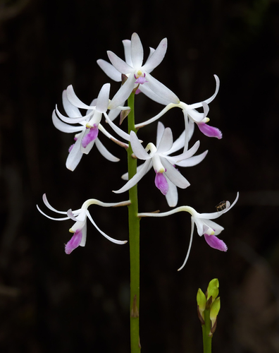 Dipodium squamatum observed 2026-09-19
