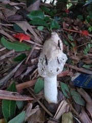 Phallus atrovolvatus