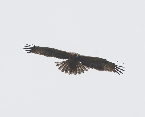 Bonelli's Eagle